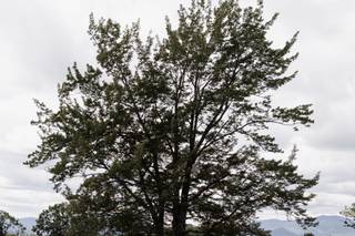 Whiteface Hollow - 55
