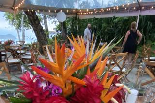 Tropical Occasions - 14
