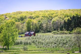 Nostrano Vineyards - 16