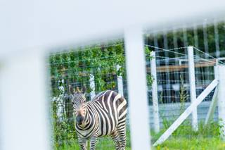 Sowell Farms - 34