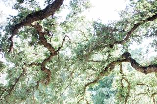 Ardenwood Historic Farm - 51