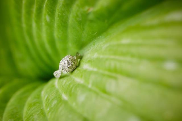 Jennifer Elizabeth Photography 3