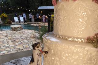 Cake Designers - 53