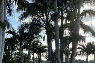 Feather Sound Country Club - 9