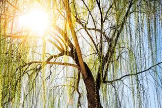 Carl Elixir Studio - 67