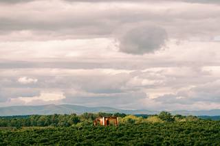 Barren Ridge Vineyards - 8
