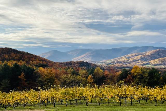 Moss Vineyards 5