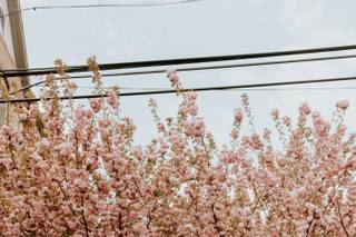 Evergreen Photo - 50