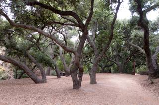 Oak Canyon Nature Center - 11