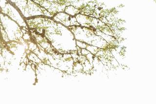 Pine and Blossom Photography - 11