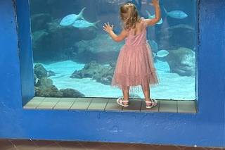 Mote Marine Laboratory & Aquarium - 28