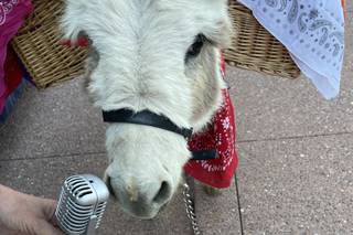 My Sweet Ass Beverage Burros - 34