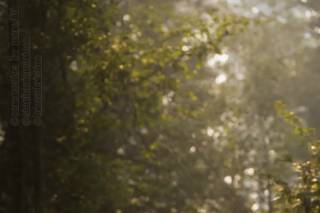 Lauren Lindley Photography - 8