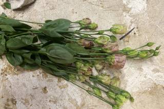 FMI Farms - 6