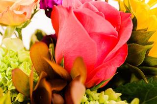 Joshua Harrison Photography - 9