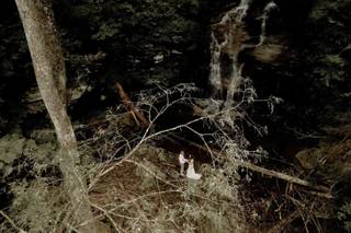 Small Forest Films - 5