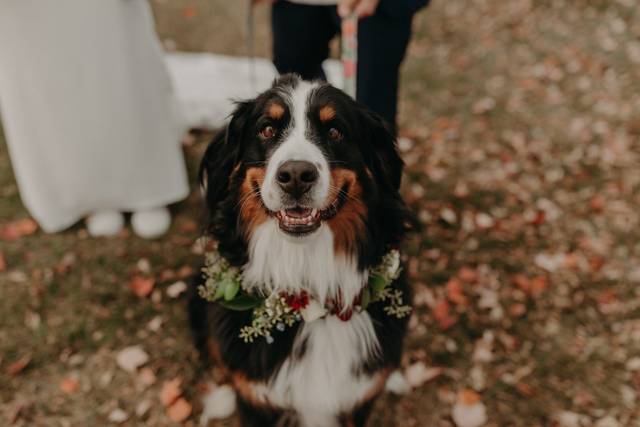 Jennifer Mercier Photography 4