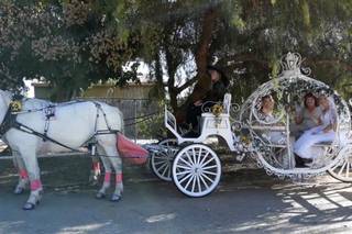 Cindy Cinderella Carriages - 10
