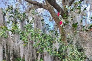 Middleton Place - 22