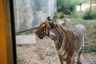 Zoo Knoxville - 64