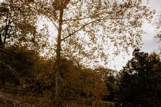 Thomas Farm Weddings & Events - 14