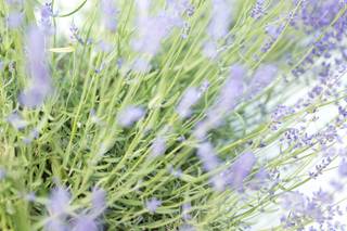 Lavender Oaks Farm - 19