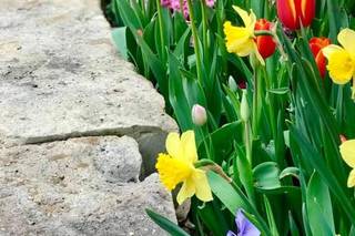 Dallas Arboretum - 9