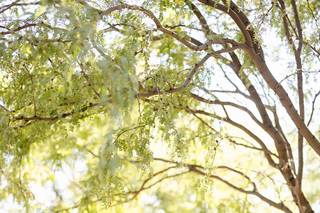 Audria Abney Photography - 2