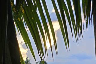 The Palm Terrace - 6