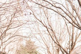 Mississippi Pearl Photography - 14