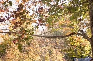 The Inn at the Round Barn Farm - 14
