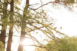 Sarah Rose Photography & Design - 5