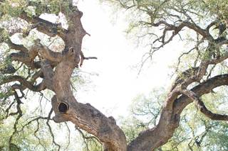 Wolf Weddings & Events - 37