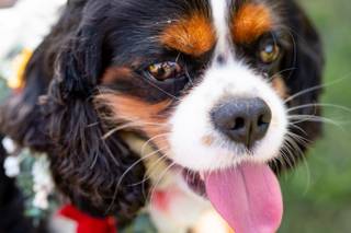 Happy Bark & Tails - 24