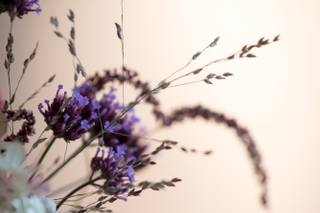 Stephanie Anestis Photography - 5