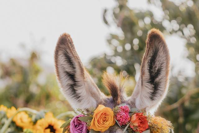 Momentos Weddings and Events Los Cabos 5