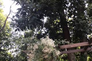 Botanica Flowers - 34