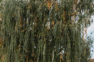 Annaliese & Co. - 21