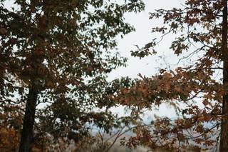 Rose Moss Designs - 7
