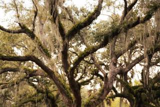 Jessica Mozes Photography - 10