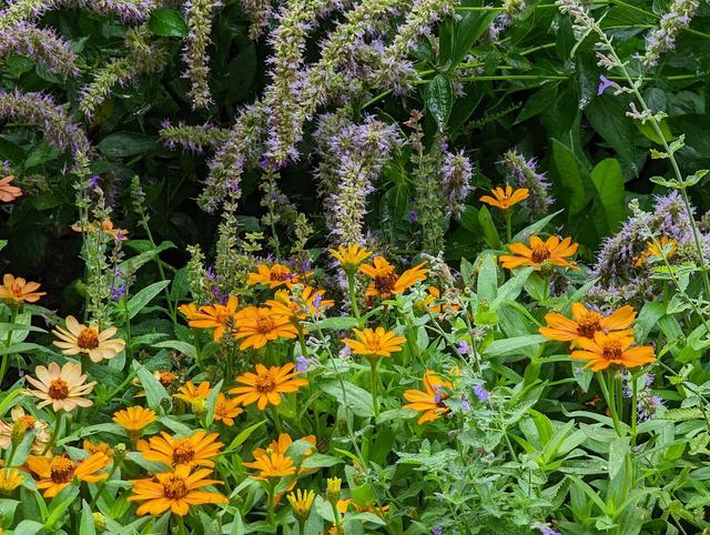 Nuptials for Nature - SAHC Community Farm - 3