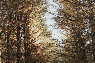 Maidenwood Lodge - 15
