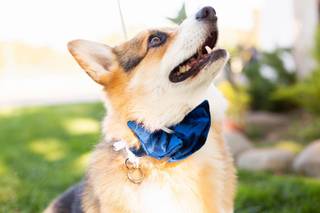 Veils & Tails Photography - 15
