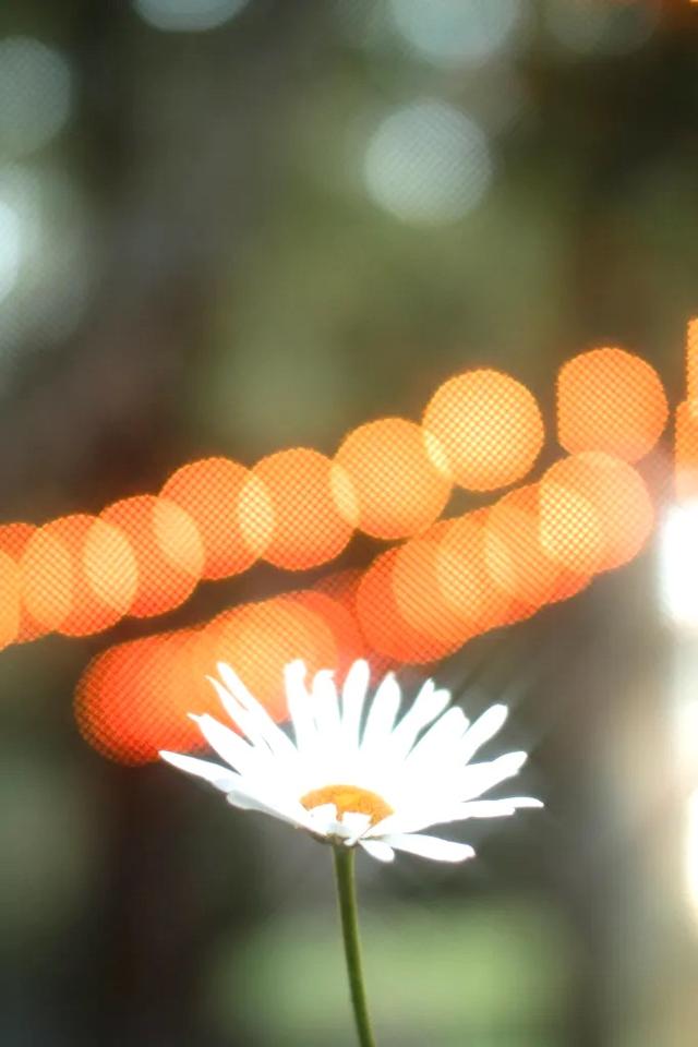 Emily Pillon Photography - 4