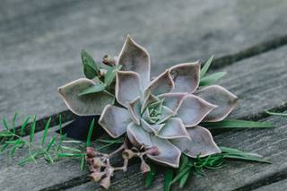 The Rosy Posy - 58
