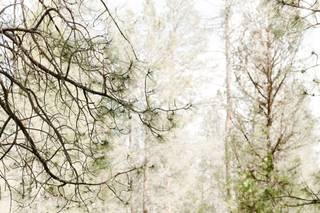 Alicia Wood Photography - 9