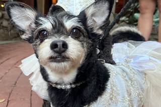 Wedding Tails- PET HANDLER - 6