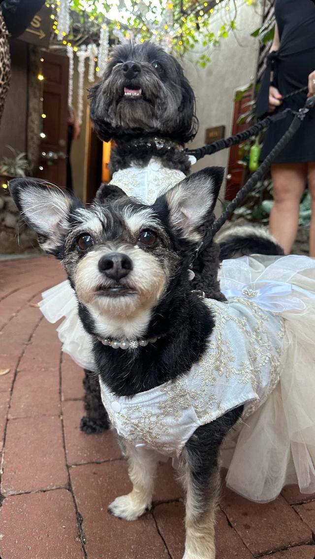 Wedding Tails- PET HANDLER - 2