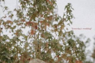Lucy Steiner Photography - 4