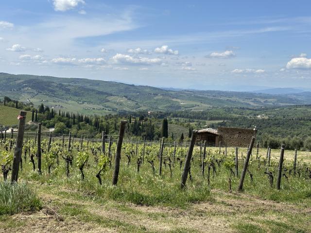 Tenuta Riseccoli - 3